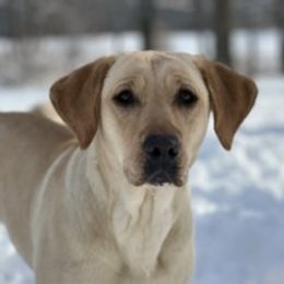 Jole’s Cajun Queen - Labrador Retriever