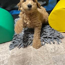 Goldendoodle Puppies from Da Ruba Doodles
