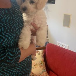 Bunny - Bichon Frise