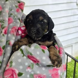 Dala (Queen amidala) - Black phantom female Aussiedoodle puppy in Louisville, Kentucky from Louisville Doodles