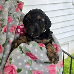 Dala (Queen amidala) - Black phantom female Aussiedoodle puppy in Louisville, Kentucky from Louisville Doodles