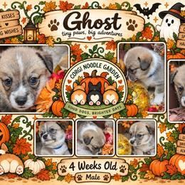 Ghost - Sable male Pembroke Welsh Corgi puppy in Garden Grove, California from Corgi Noodles Garden
