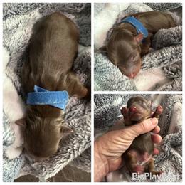 Blue boy - Chocolate and tan male Yorkshire Terrier puppy in Antlers, Oklahoma from Yorker Puppy Palace