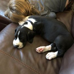 Great Dane Puppies from Gentle Giants of Tennessee Great Danes