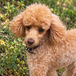 Ruby - Poodle
