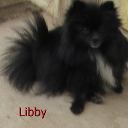 LIBBY - Pomeranian