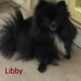 LIBBY - Pomeranian