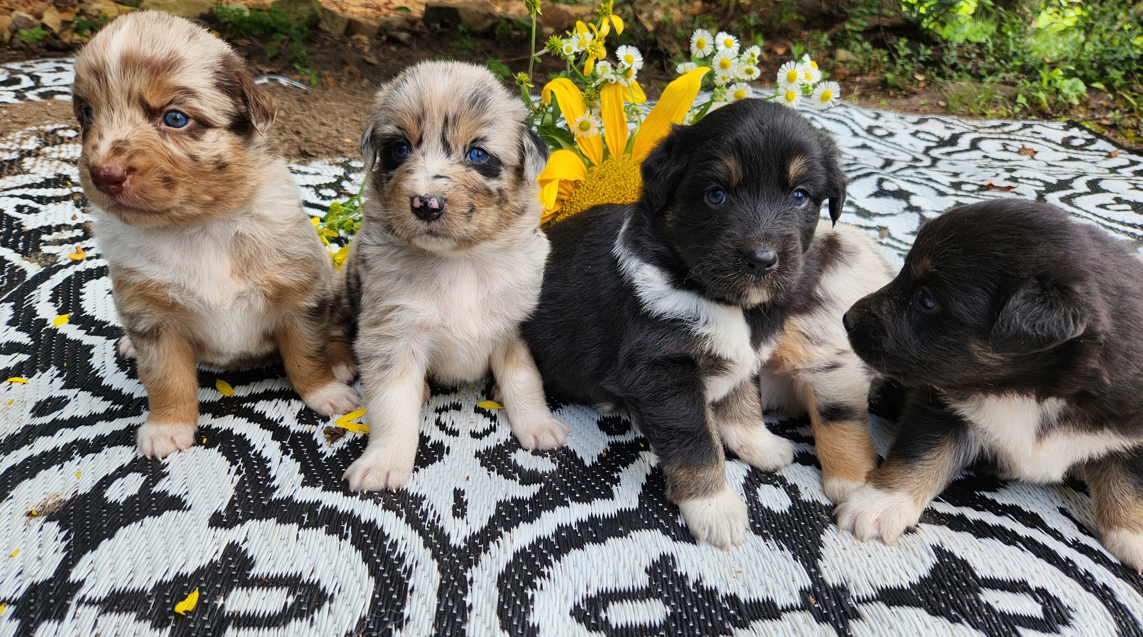 Australian Shepherd Puppies from Resolute Aussies