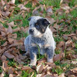 Blitzen - Blue mottled female Australian Cattle Dog puppy in Buffalo Valley, Tennessee from Buffalo Valley Breeders