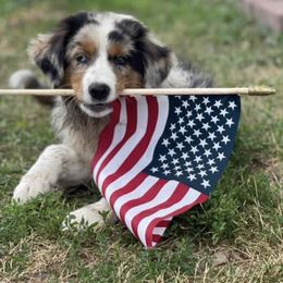 German Shepherds and Miniature American Shepherds from Schmidt’s Vom Vollen Haus