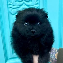 Dutch - Black male Pomeranian puppy in Springfield, Missouri from Hope Mountain Pomeranians