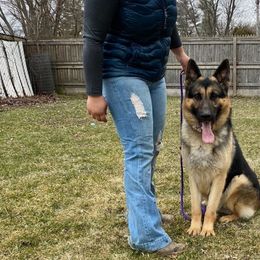 Willie - German Shepherd