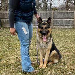 Willie - German Shepherd