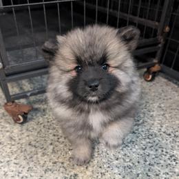 Orange girl - Black and silver female Keeshond puppy in Fayetteville, Tennessee from Erbekees-Keeshonden