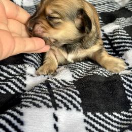 Munster - Cream male Dachshund puppy in Lincoln, California from ForeversEdge Doxies