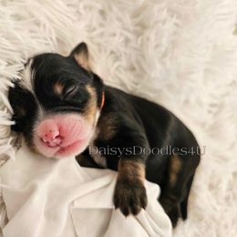 Bernedoodle Puppies from Daisy's Doodles