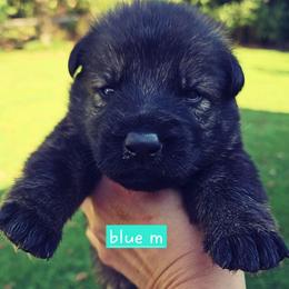 Blue collar - Sable male German Shepherd puppy in Dexter, Missouri from Vom Morris Haus German Shepherds