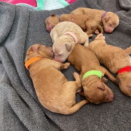 Poodle Puppies from Imperial Poodles LLC