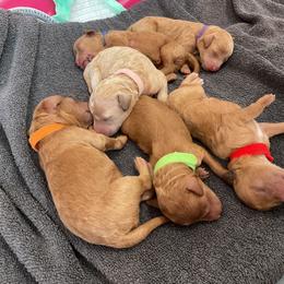 Poodle Puppies from Imperial Poodles LLC