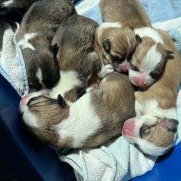 Companion Cross puppies from Queen Creek Chilipoms