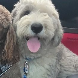 Goldendoodles, Poodles, and Schnoodles from For the LOVE of Poodles, Doodles and Sheepdogs