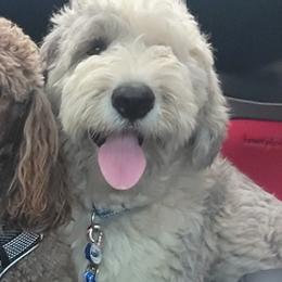 Goldendoodles, Poodles, and Schnoodles from For the LOVE of Poodles, Doodles and Sheepdogs