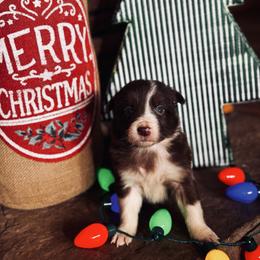 Latch x Lassie - Girl 2 - Red and white - White and red female Border Collie puppy in Minden, Iowa from Rocking N Registered Border Collies & Labradors