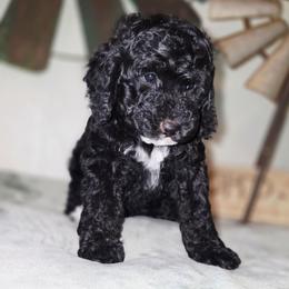 Tink - Black and white female Cockapoo puppy in Indiahoma, Oklahoma from Phamily Doodles