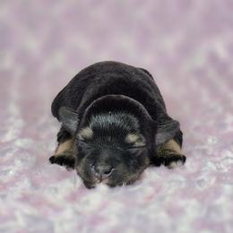 Pepper - Salt and pepper female Miniature Schnauzer puppy in Ely, Nevada from Great Basin Miniature Schnauzers