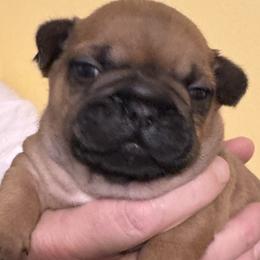 Boy 2 - Fawn male French Bulldog puppy in Litchfield, Ohio from Rock N’ Roll Frenchies