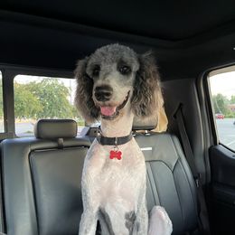 Kozi - Poodle