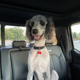 Kozi - Poodle