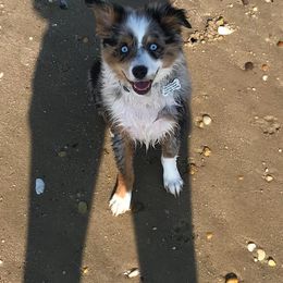 Miniature Australian Shepherd All Grown Up from Noble Custom Mini and Toy Aussies
