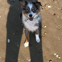 Miniature Australian Shepherd All Grown Up from Noble Custom Mini and Toy Aussies