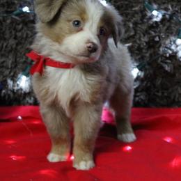 Cavapoo and Miniature Australian Shepherd Puppies from Alexander Canines
