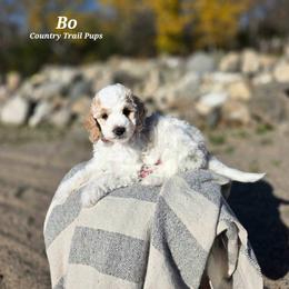 Goldendoodle and Poodle Puppies from Country Trail Pups