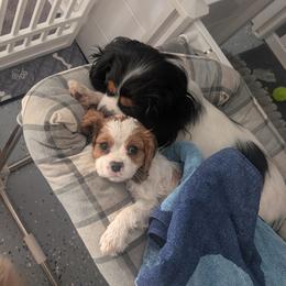 Cavalier King Charles Spaniel, Cavapoo, Companion Cross, and Pomeranian Puppies from MirVit Happy Tails Puppies
