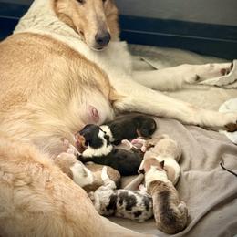 Girl 1 - female Collie puppy in Sun Prairie, Wisconsin from Jolis Collies