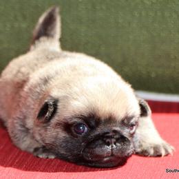 Alex - Fawn male Pug puppy in Winnsboro, Texas from Southern pugs