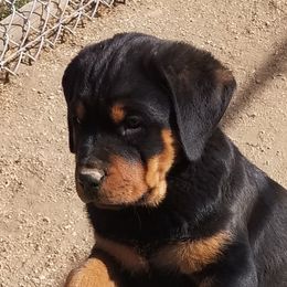 Rottweiler Puppies from Highland Rottweilers