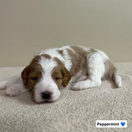Peppermint - Parti male Goldendoodle puppy in Crothersville, Indiana from Wischmeier’s Doodles