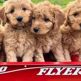 Goldendoodles from Homestead Doodles