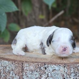 Gus - Merle male Cockapoo puppy in Louisburg, North Carolina from Raven Oak's Shepherds
