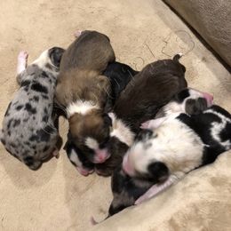 Border Collie Puppies from Burke BC’s