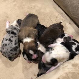 Border Collie Puppies from Burke BC’s