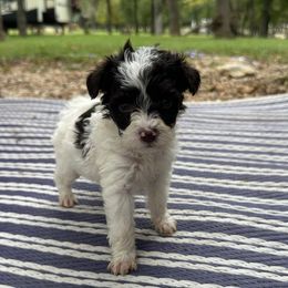 Oreo - Parti female Schnoodle puppy in Quitman, Texas from Wright Doodles