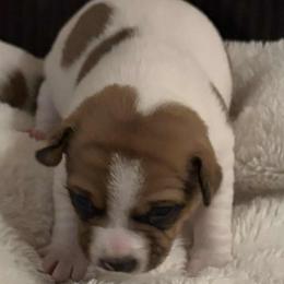 Dax - Chocolate and white male Teddy Roosevelt Terrier puppy in Twin Falls, Idaho from Margo Lauritsen