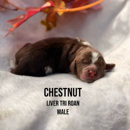 Chestnut - Tri-Roan male English Springer Spaniel puppy in Uvalda, Georgia from Willow Creek Farms