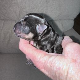 Female - Salt and pepper female Miniature Schnauzer puppy in La Fayette, Georgia from Daniels Mini Schnauzers