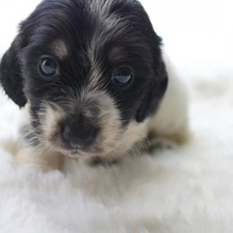 Grace - Piebald female Dachshund puppy in Morrow, Ohio from Courtney’s Colorful Doxies